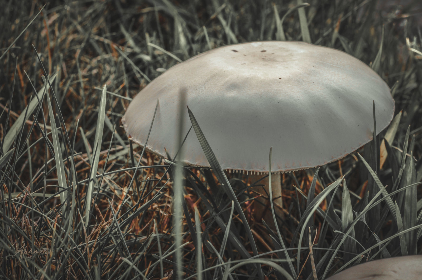 Mushroom in the garden | Snohomish, Washington, USA