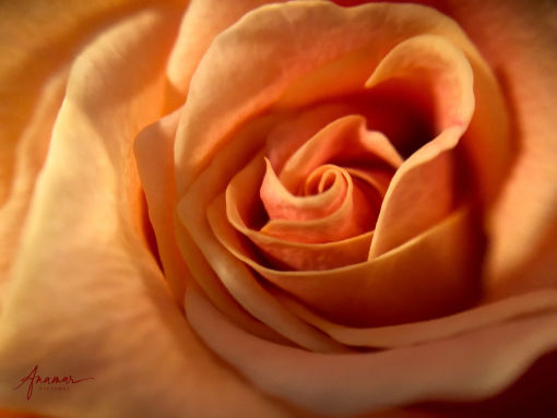 Blossom Rose 